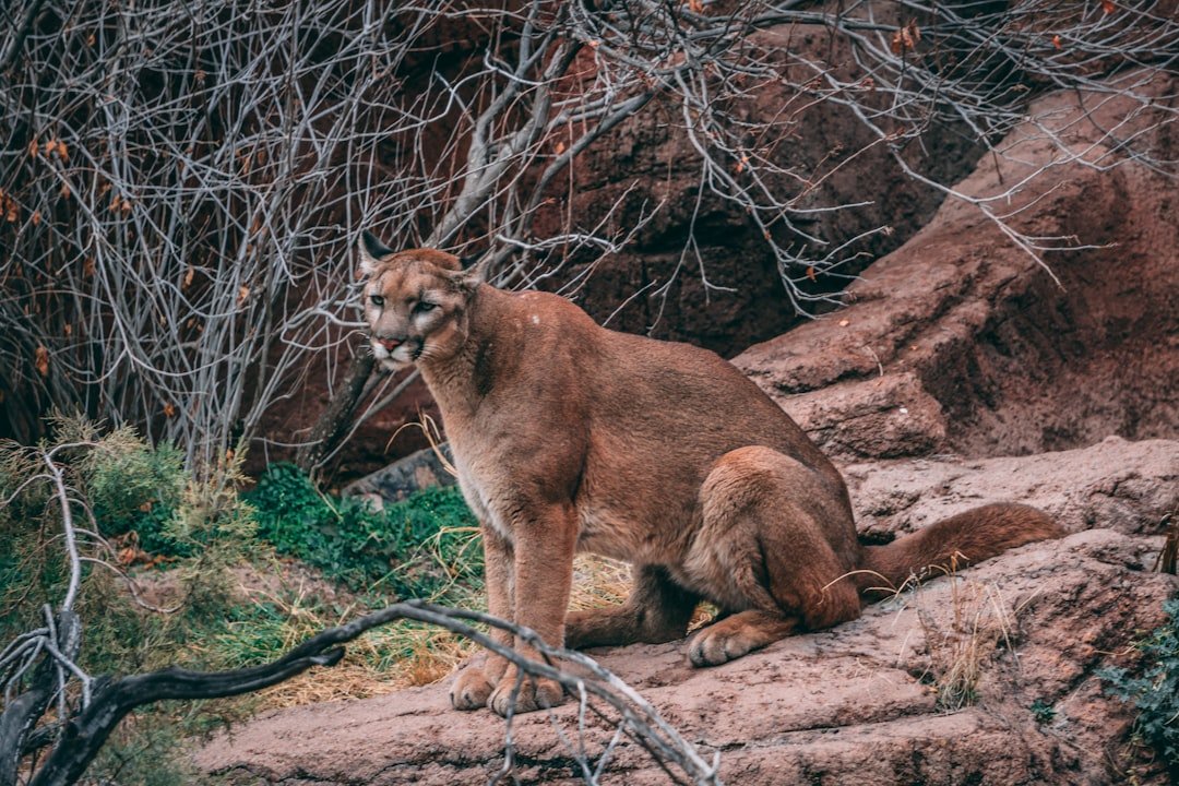 The Mountain Lion: Solitary Wanderers (image credits: unsplash)