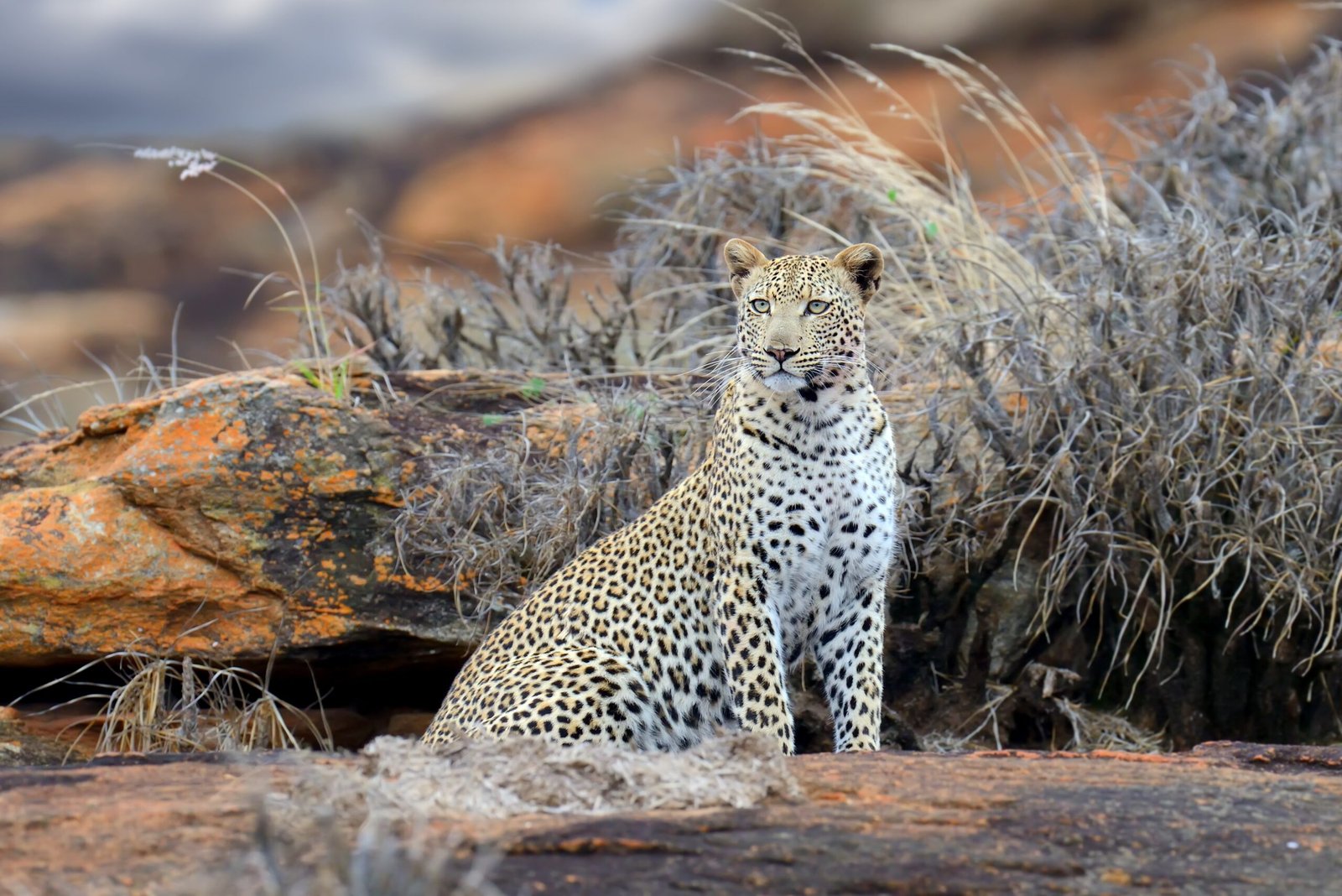 The Leopard: Adaptable and Opportunistic (image credits: wikimedia)