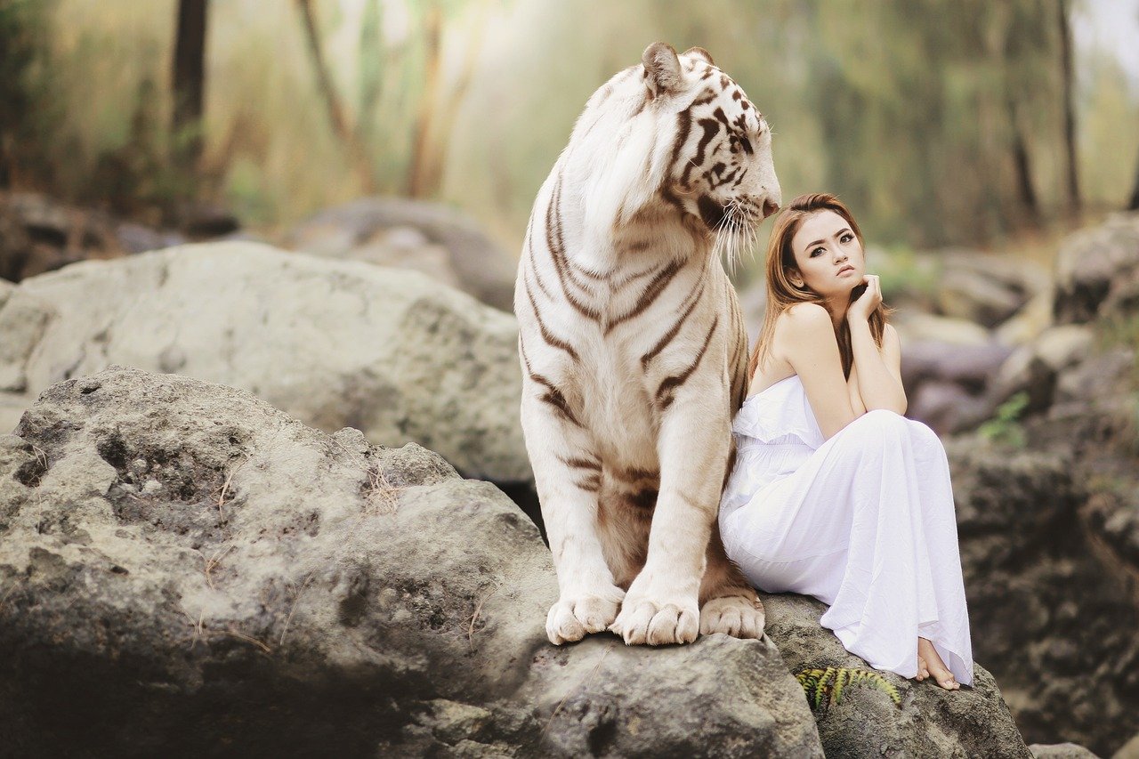 Finding Your Perfect Wild Cat Match (image credits: pixabay)