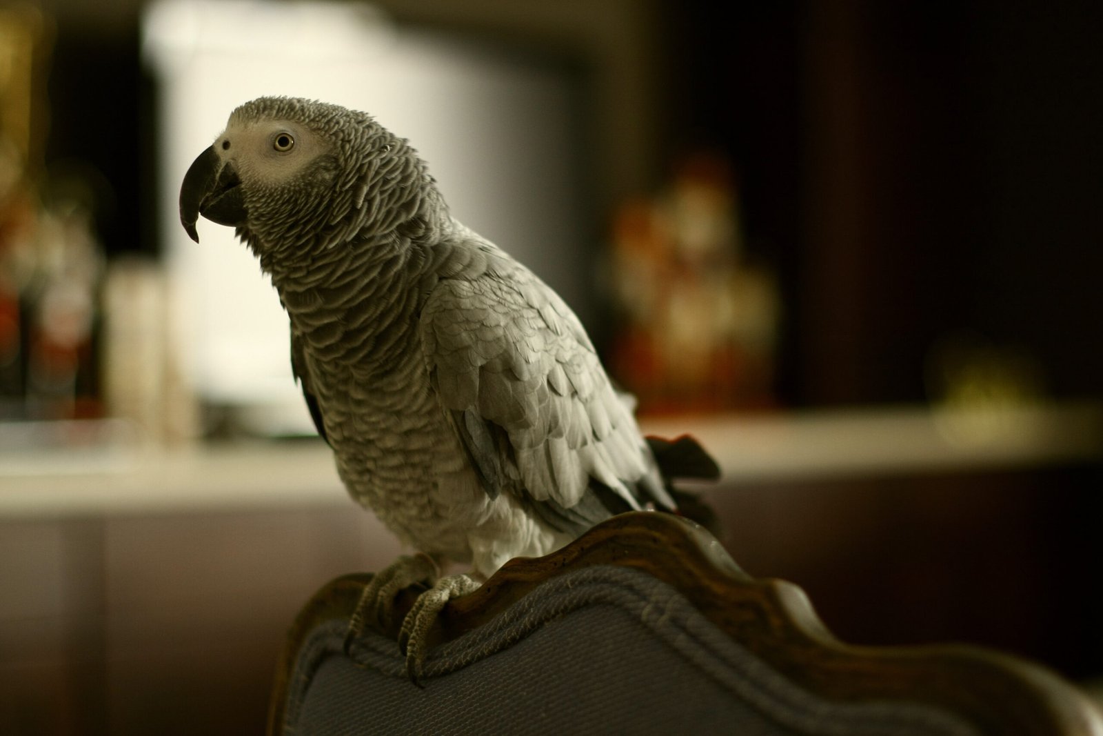 Rat - The Perfect Match with Intelligent Birds (image credits: wikimedia)