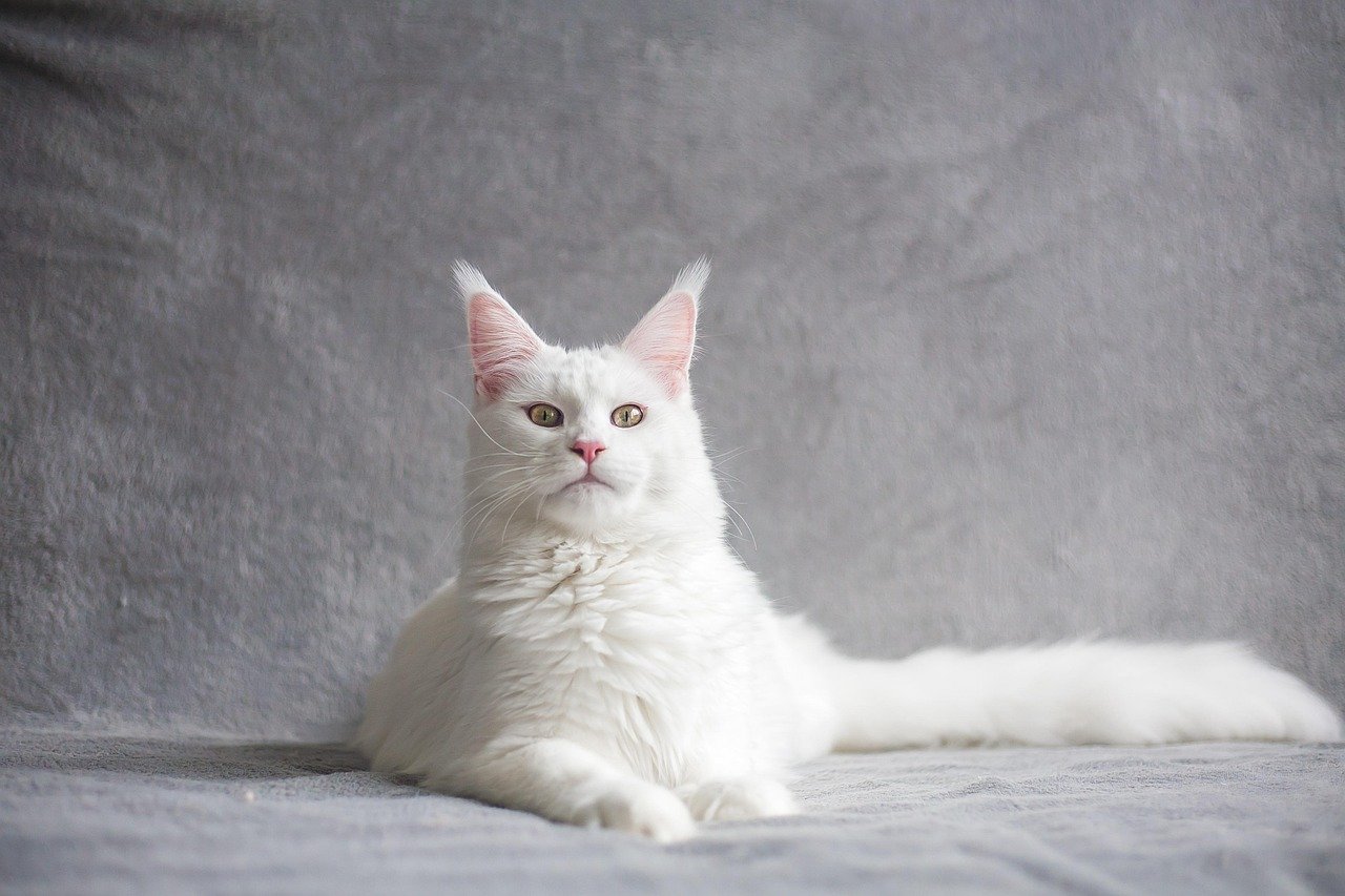 Tiger - Wild Spirits Unite with Exotic Cats (image credits: pixabay)
