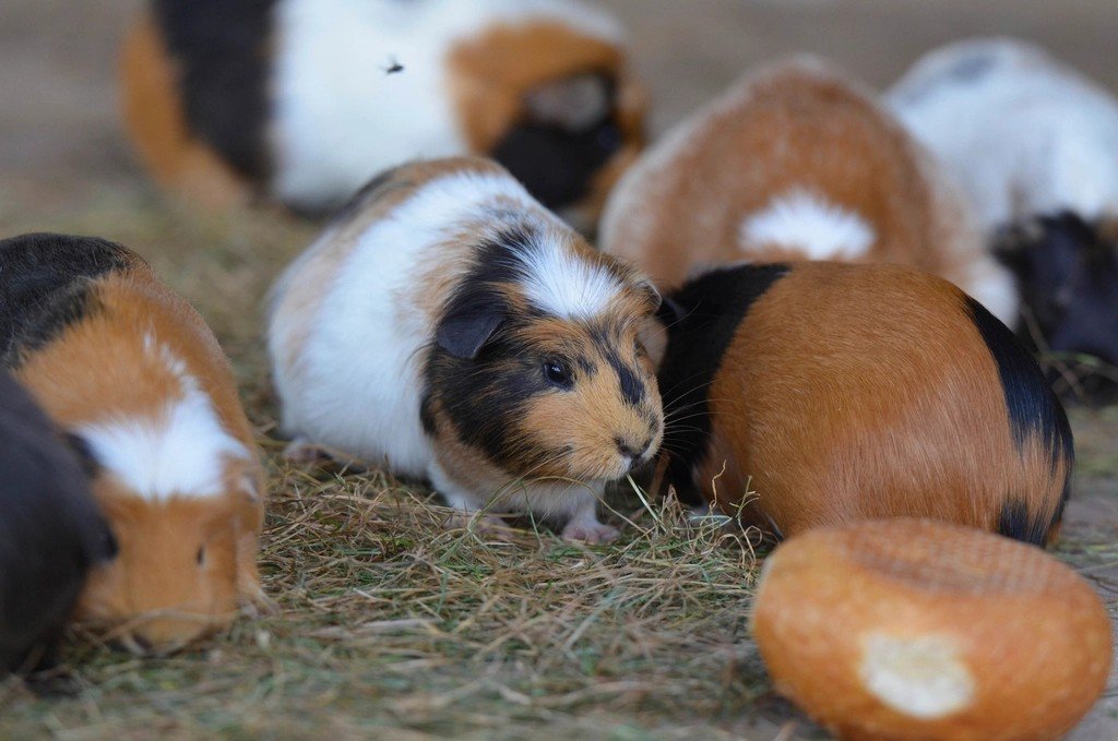 Rabbit - Gentle Souls with Small Mammals (image credits: rawpixel)