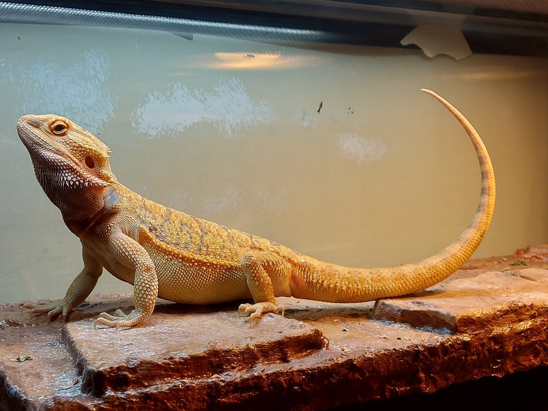 Dragon - Majestic Companions Need Impressive Reptiles (image credits: unsplash)