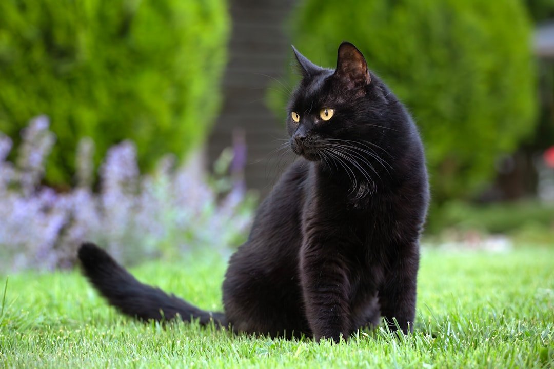 Snake - Mysterious Bonds with Sleek Felines (image credits: unsplash)