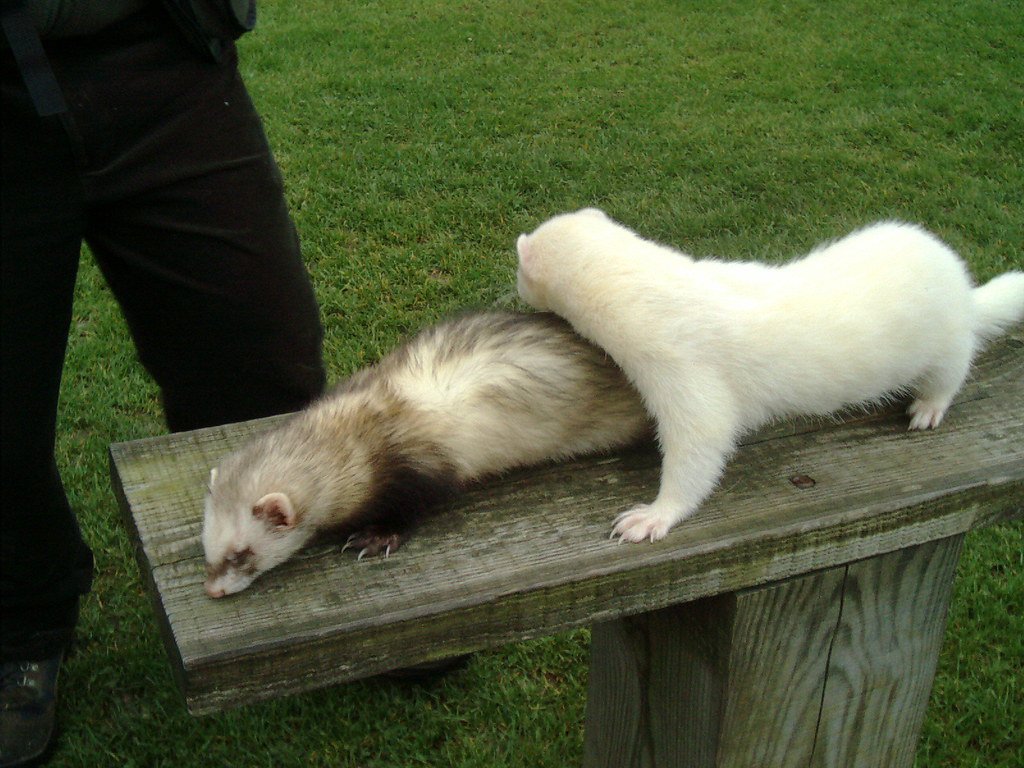 Monkey - Clever Companions for Playful Spirits (image credits: flickr)