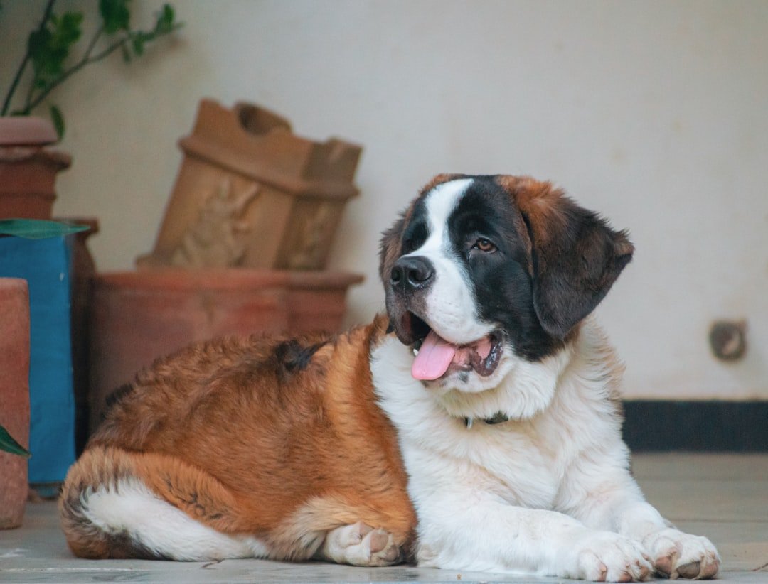 Pig - Content Companions for Generous Hearts (image credits: unsplash)
