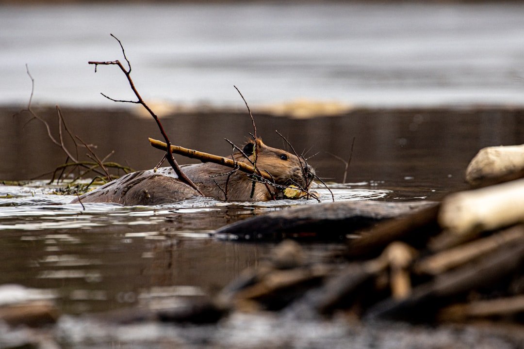 Candidate Profile: The Beaver, Nature’s Meticulous Engineer (image credits: unsplash)