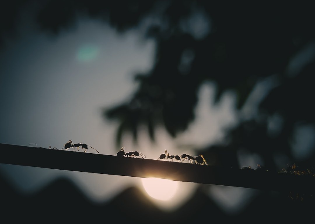 Rivals in the Running: Ants, Badgers, and Owls (image credits: unsplash)
