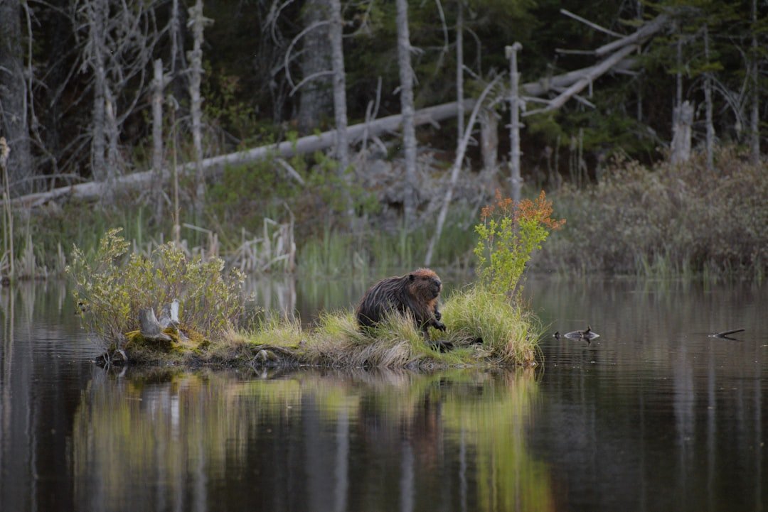 The Science of Precision: How Beavers Make Decisions (image credits: unsplash)