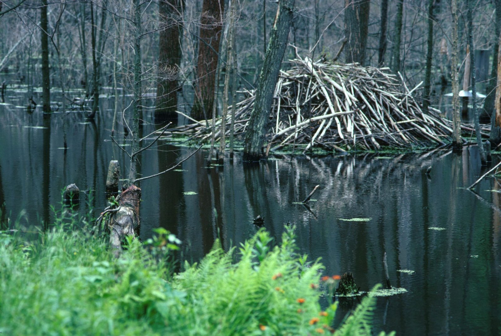 Field Notes for the Virgo‑Minded Naturalist (image credits: wikimedia)
