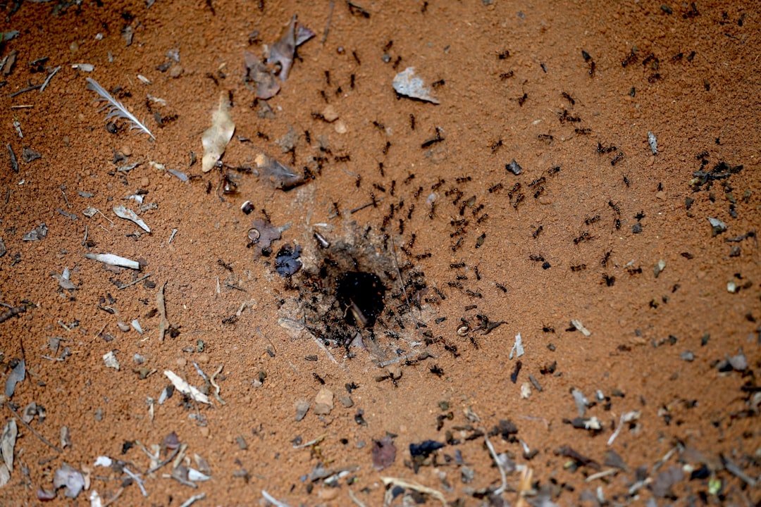 From Ancient Tools to Modern Science (image credits: unsplash)