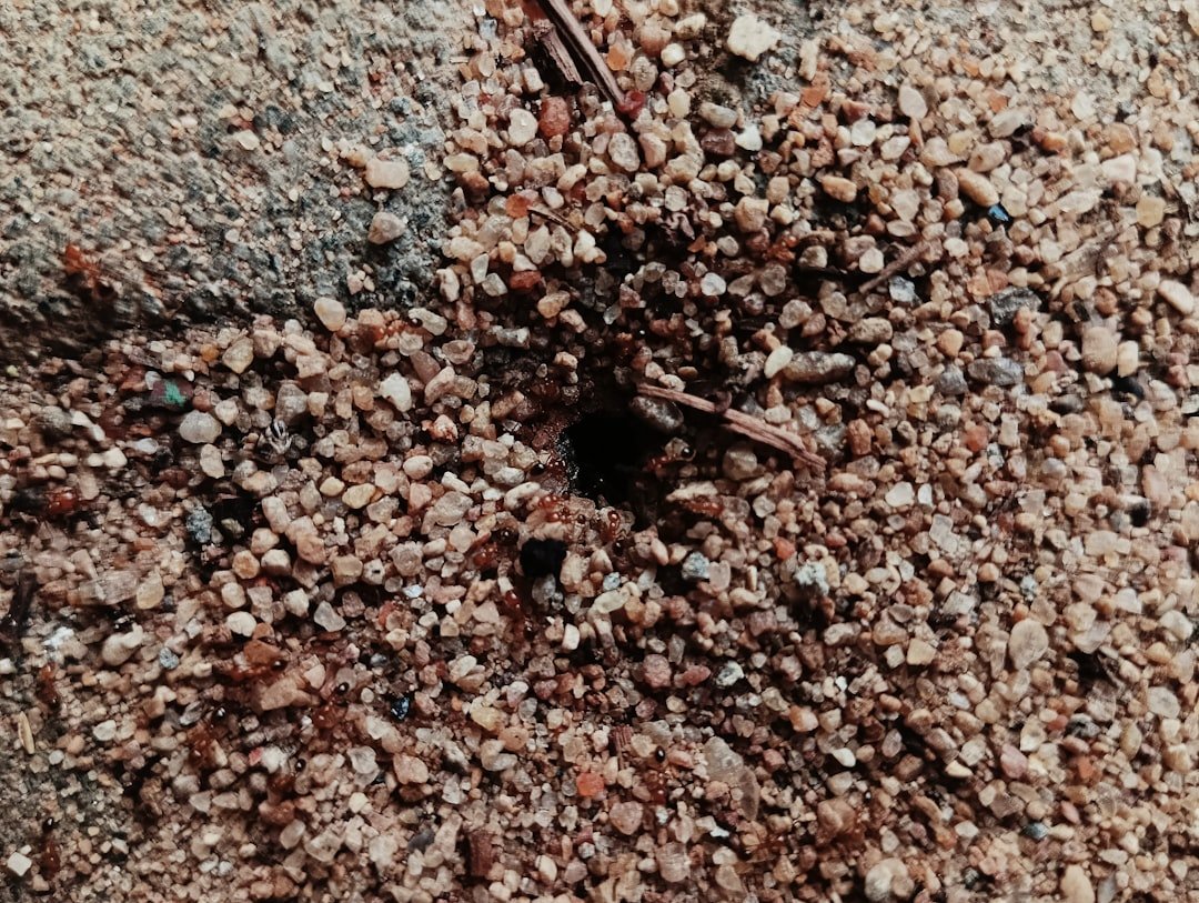 Underground Blueprints: How Ants Plan Without Plans (image credits: unsplash)