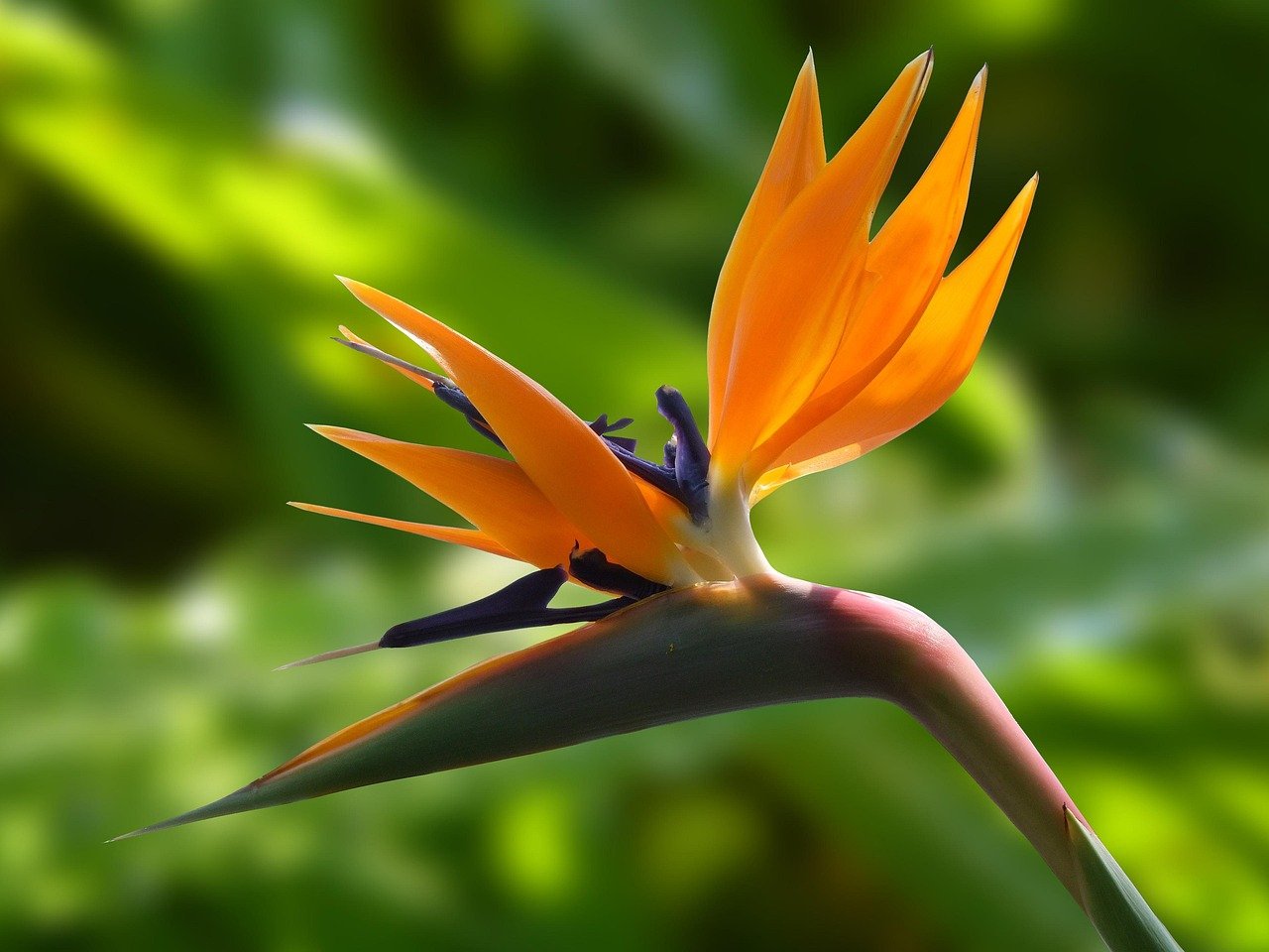 Aries: The Fiery Bird of Paradise (image credits: pixabay)