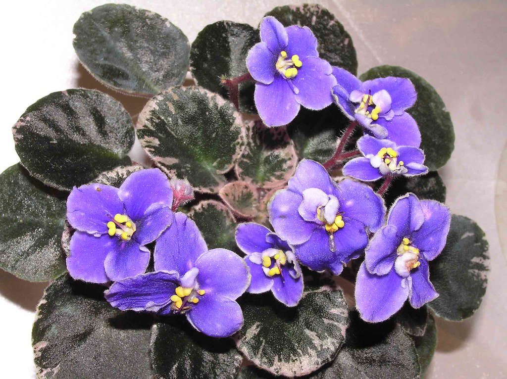 Taurus: The Luxurious African Violet (image credits: flickr)