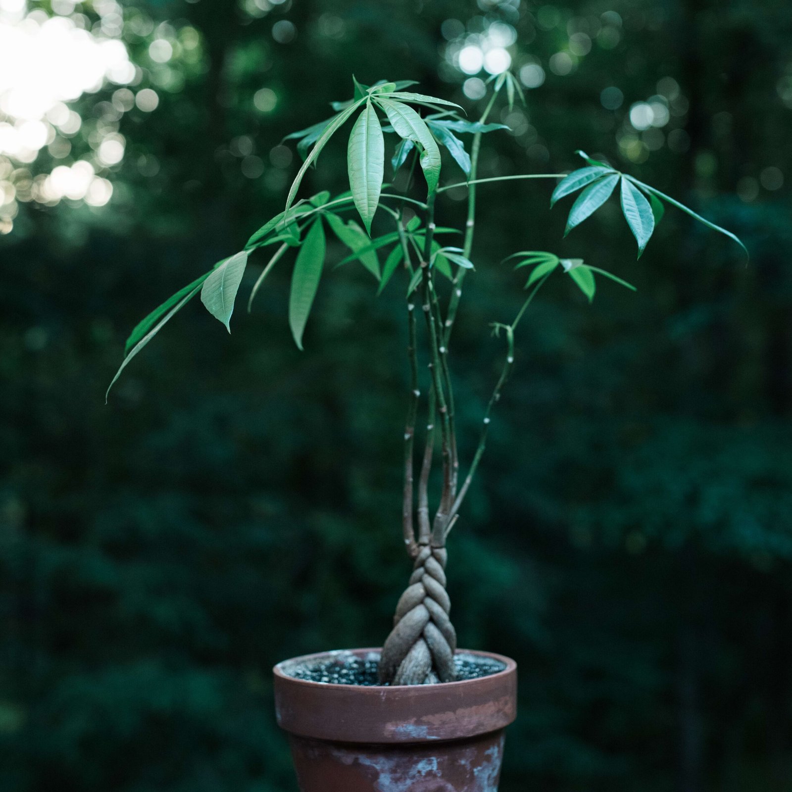 Cancer: The Nurturing Money Tree (image credits: By Karl Thomas Moore, CC BY-SA 4.0, https://commons.wikimedia.org/w/index.php?curid=60359379)