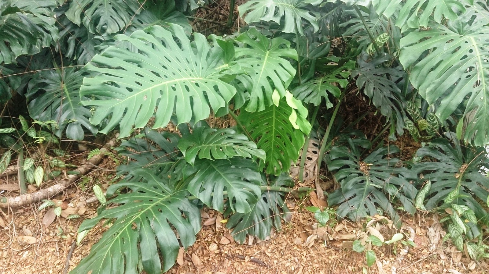 Leo: The Showstopping Monstera Deliciosa (image credits: wikimedia)