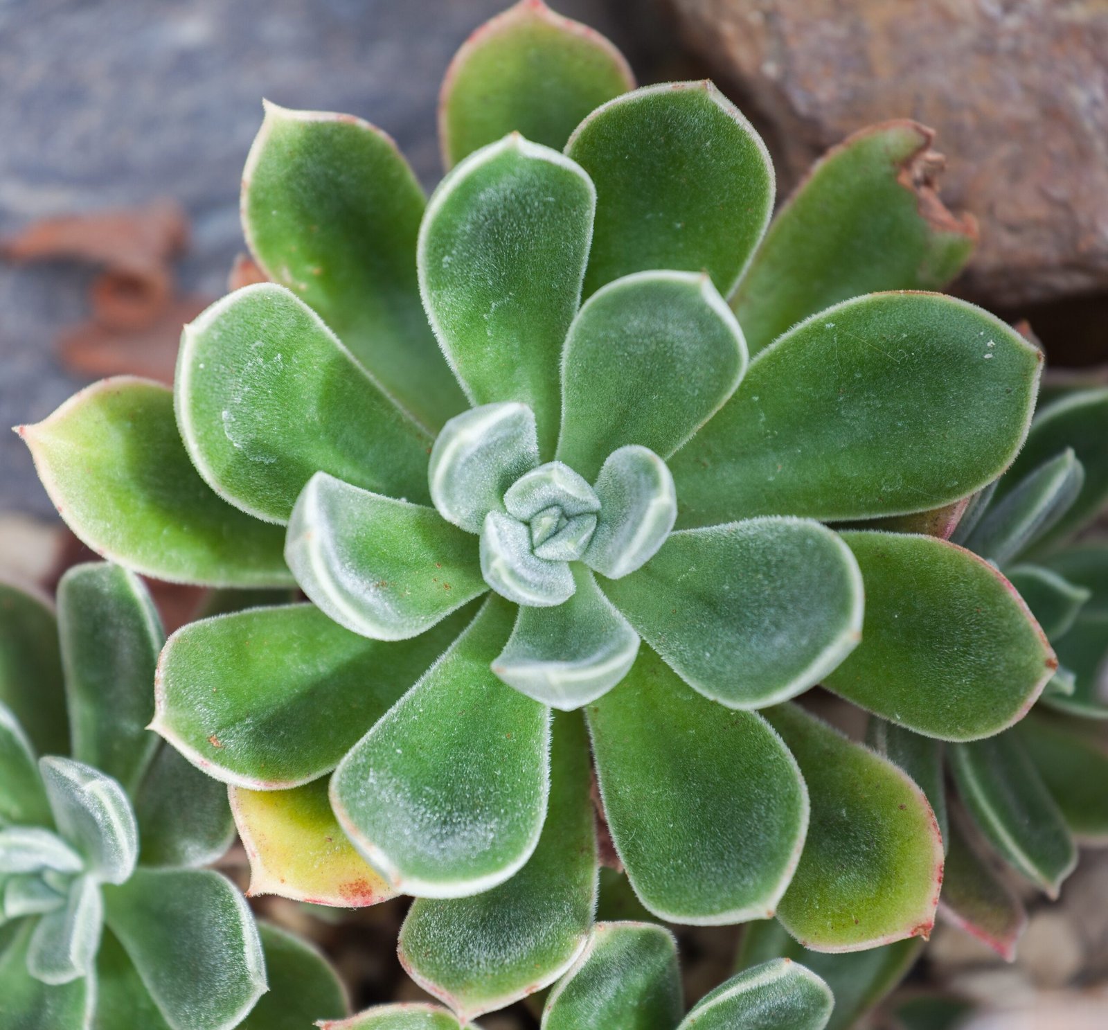 Virgo: The Precise Echeveria (image credits: wikimedia)