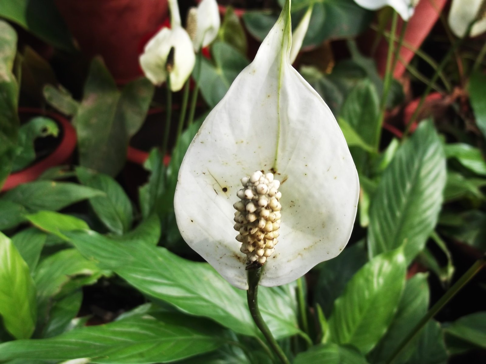 Libra: The Harmonious Peace Lily (image credits: wikimedia)