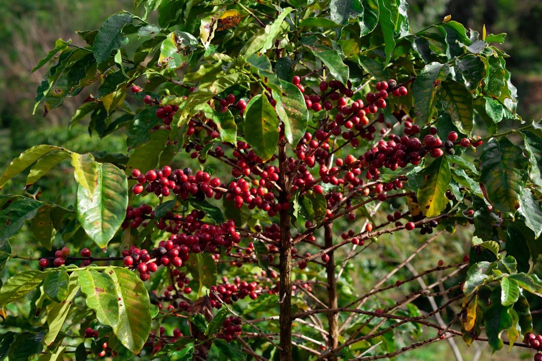 Sagittarius: The Energetic Coffee Plant (image credits: unsplash)