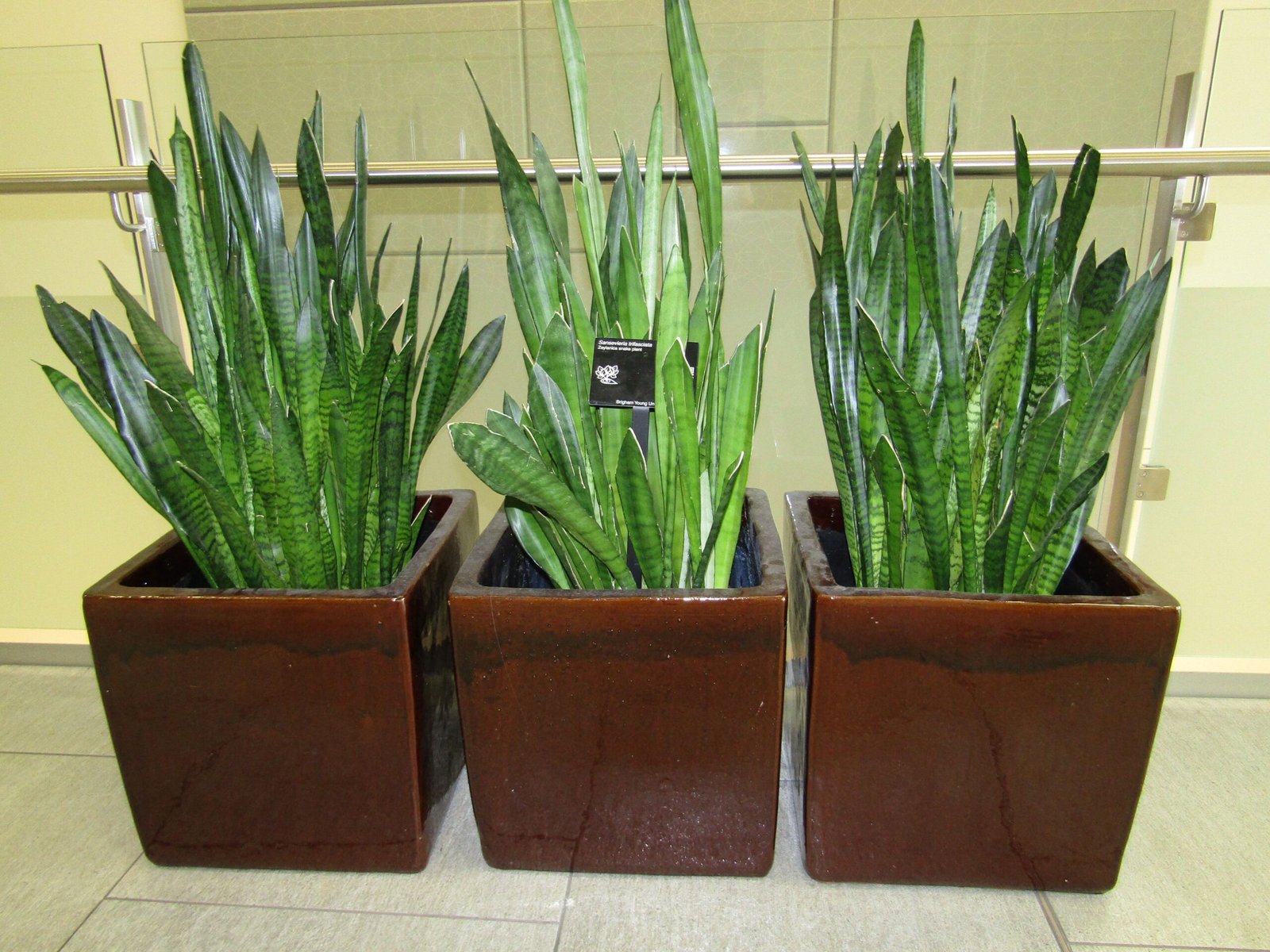 Capricorn: The Ambitious Snake Plant (image credits: wikimedia)