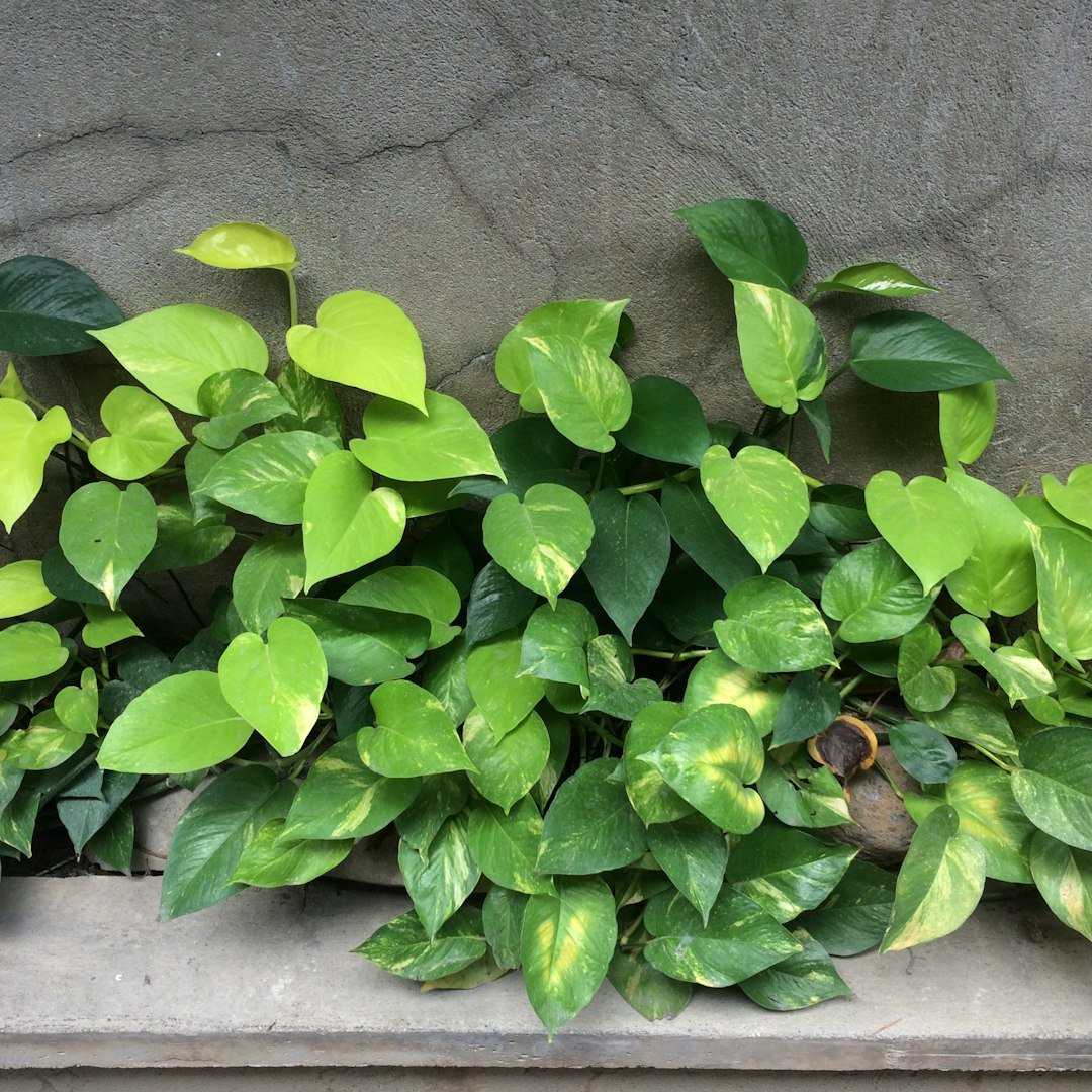 Aquarius: The Progressive Pothos (image credits: unsplash)