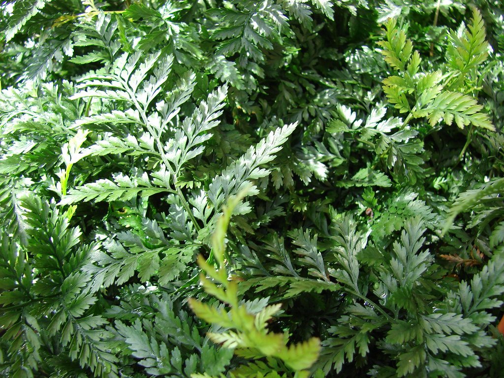 Pisces: The Dreamy Rabbit's Foot Fern (image credits: flickr)
