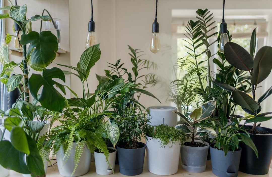 Finding Your Perfect Plant Match (image credits: unsplash)