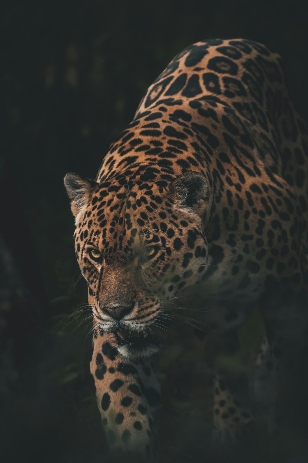 Anatomy of Authority (image credits: unsplash)