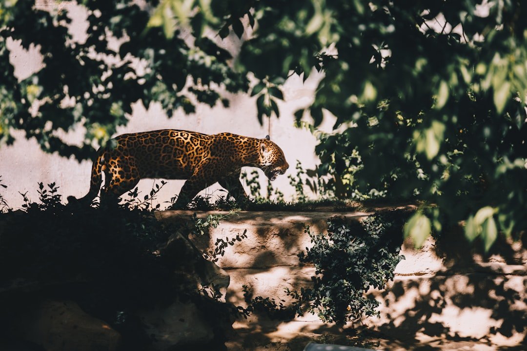 Behavior at the Top of the Food Web (image credits: unsplash)