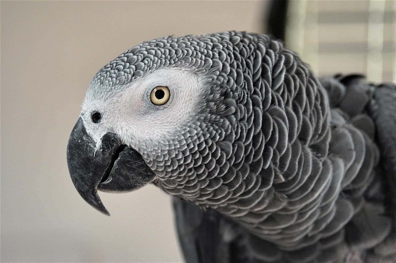 The Perfect Pet Match for Chatty Gemini Professionals (image credits: pixabay)