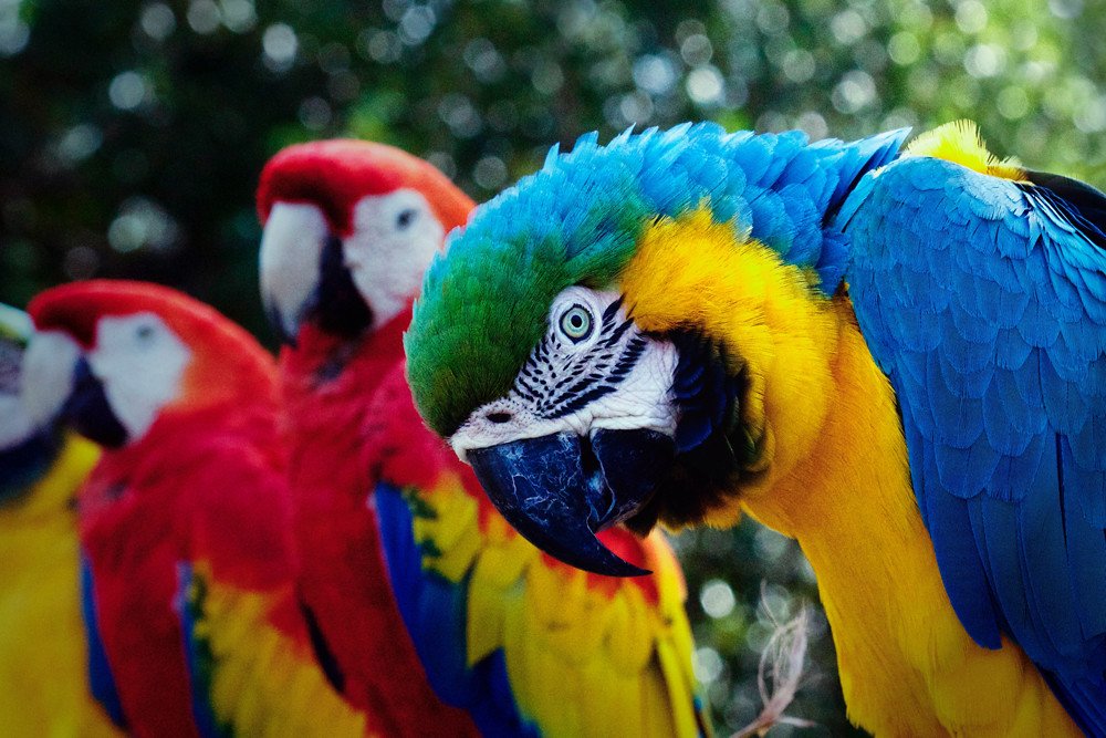 Smart Birds That Match Gemini Energy Levels (image credits: flickr)