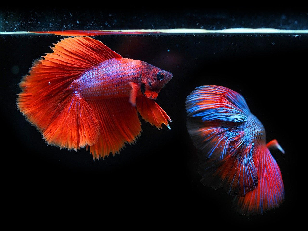Low-Maintenance Alternatives for Super Busy Geminis (image credits: pixabay)