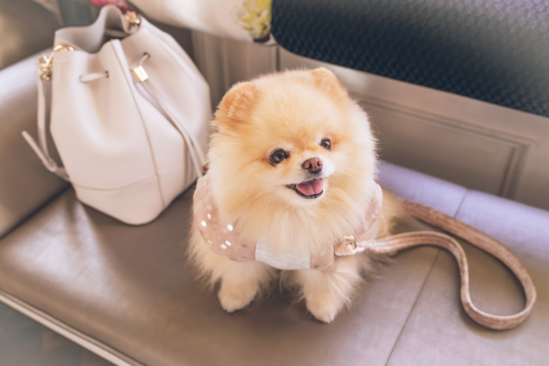 Designer Breeds for Status-Conscious Libras (image credits: unsplash)