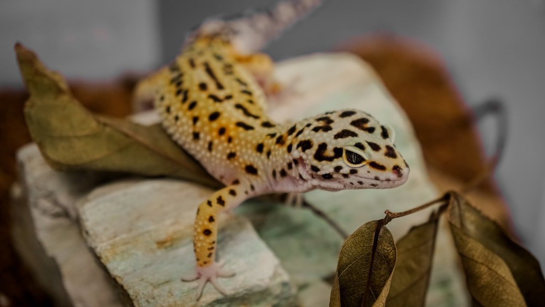 Unconventional Pets That Match Aquarius Innovation (image credits: unsplash)