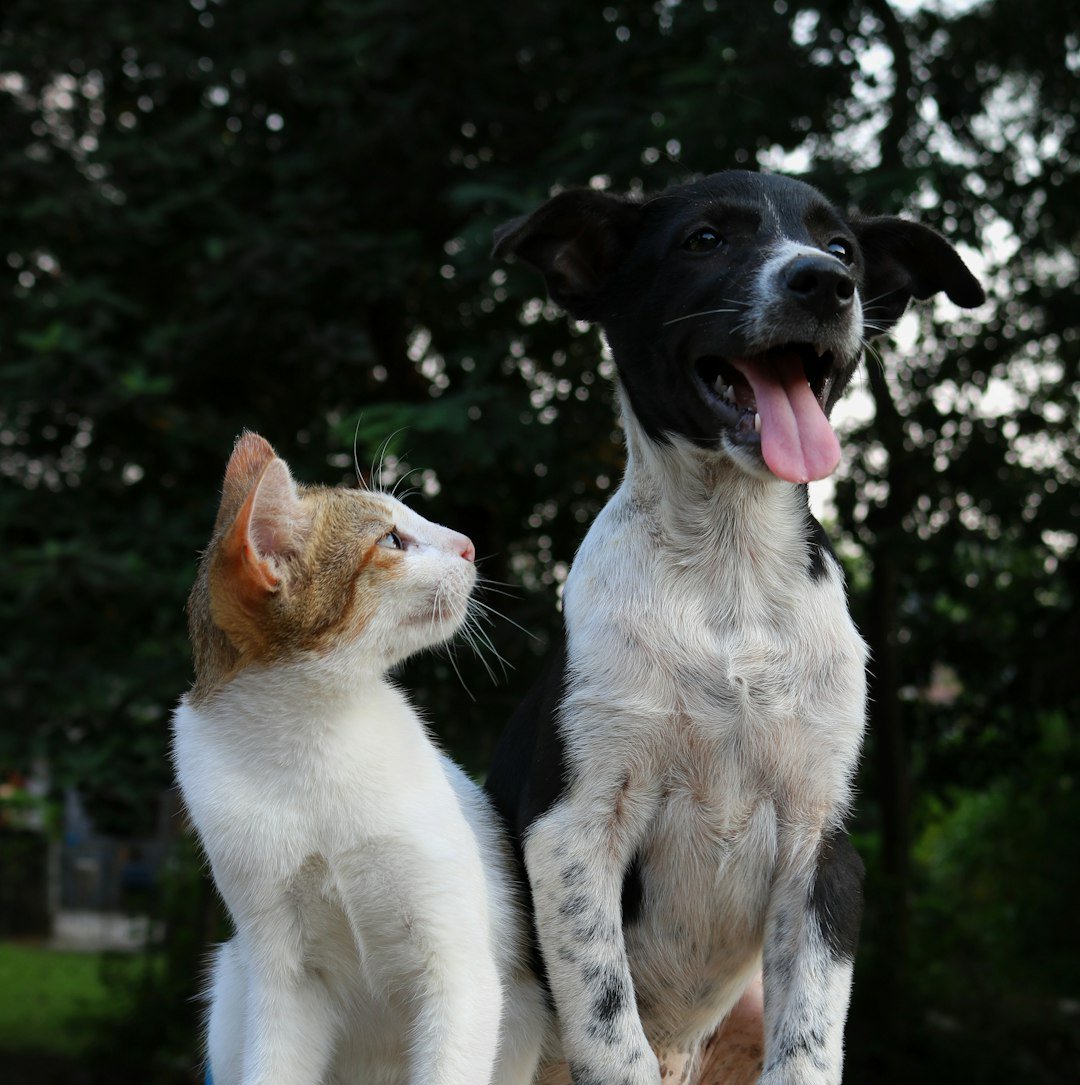 Personality Pathways: How Traits Translate to Pets (image credits: unsplash)