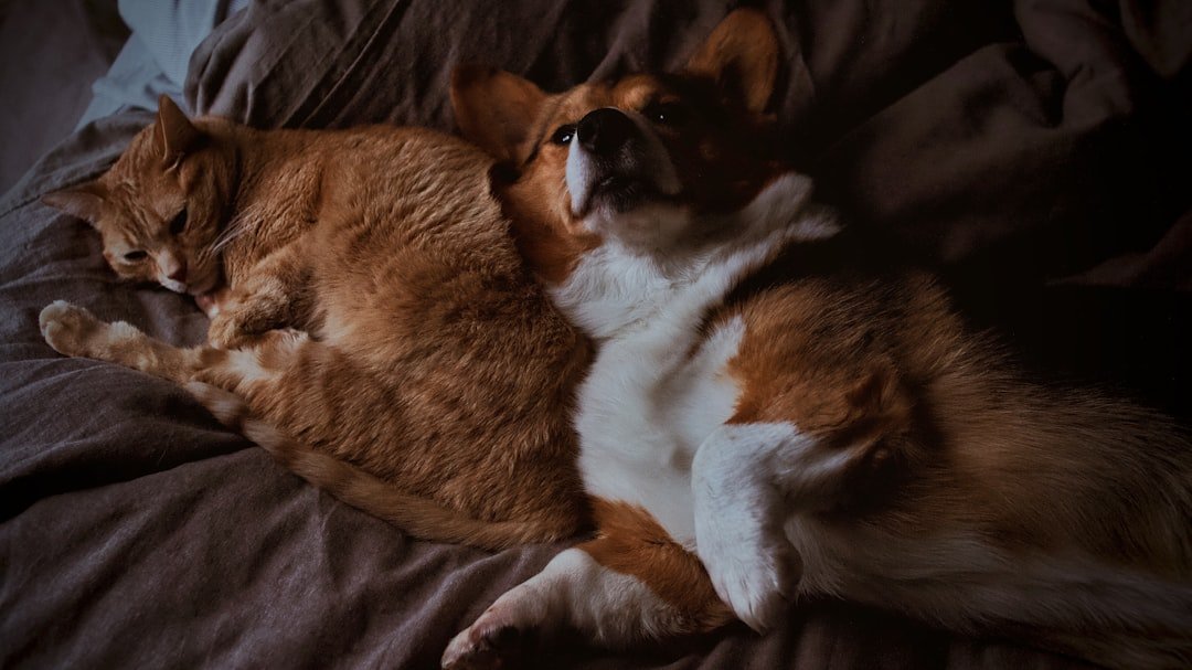 The Brain on Bark and Purr (image credits: unsplash)