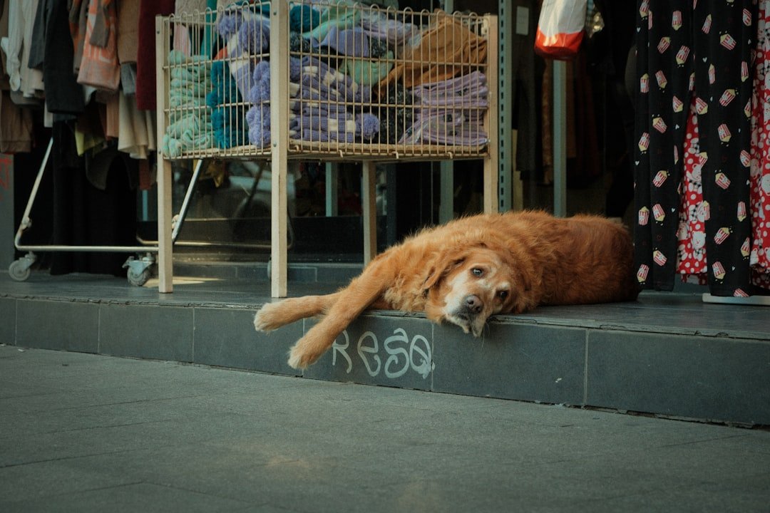 Culture, Place, and the Pet Gap (image credits: unsplash)