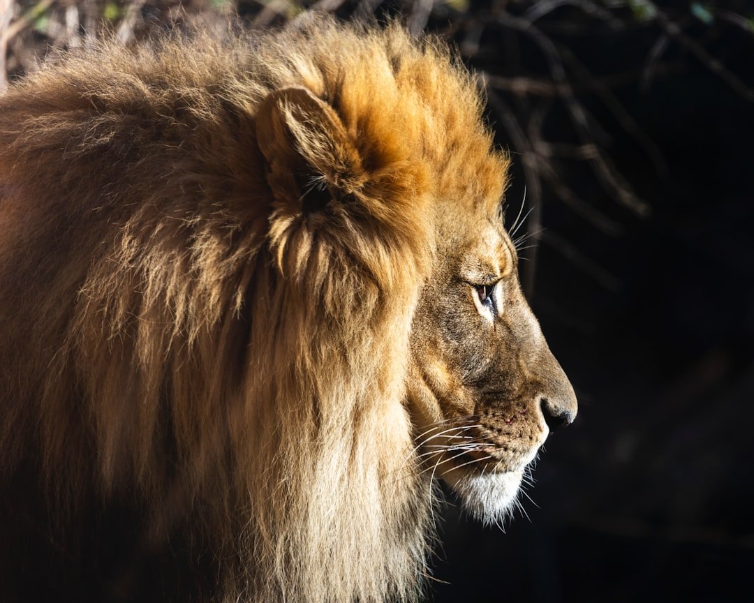 Lion: The sun-lit strategist of the savanna (image credits: unsplash)