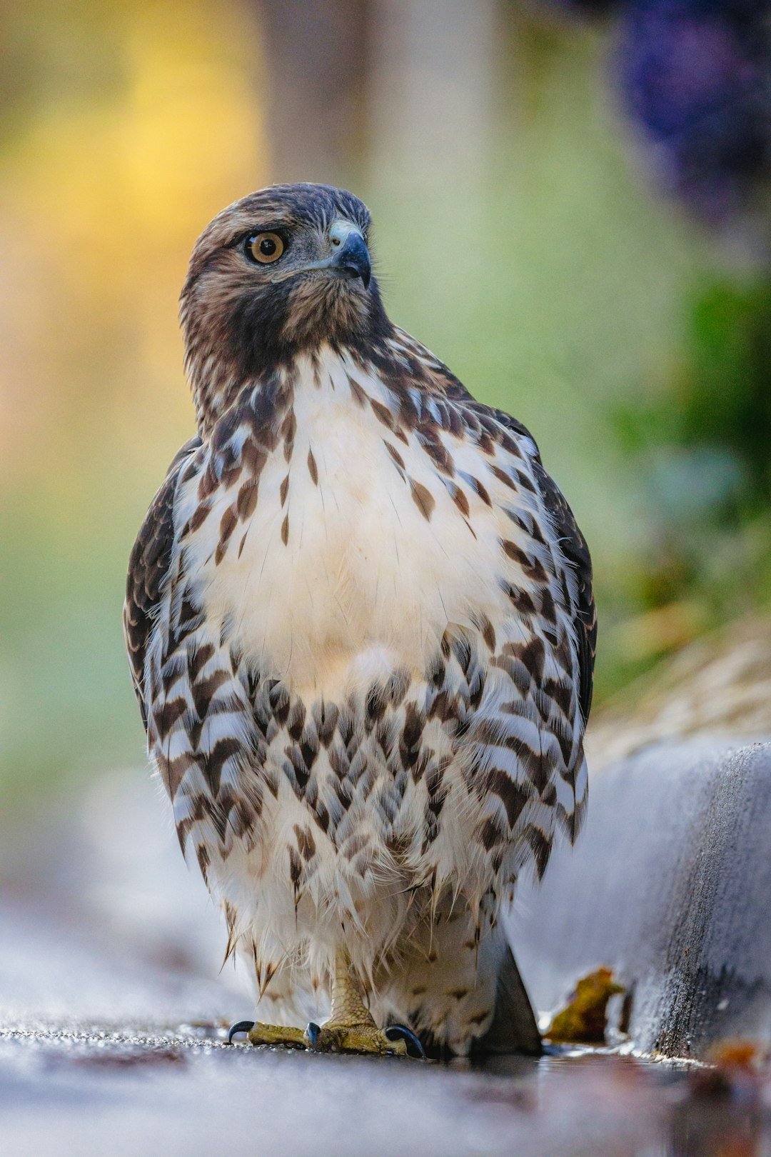 Peregrine Falcon: Speed with purpose (image credits: unsplash)