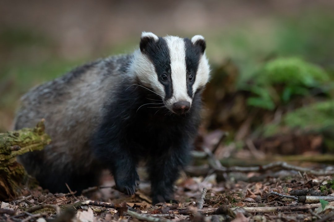 Honey Badger: Defiance with a plan (image credits: unsplash)