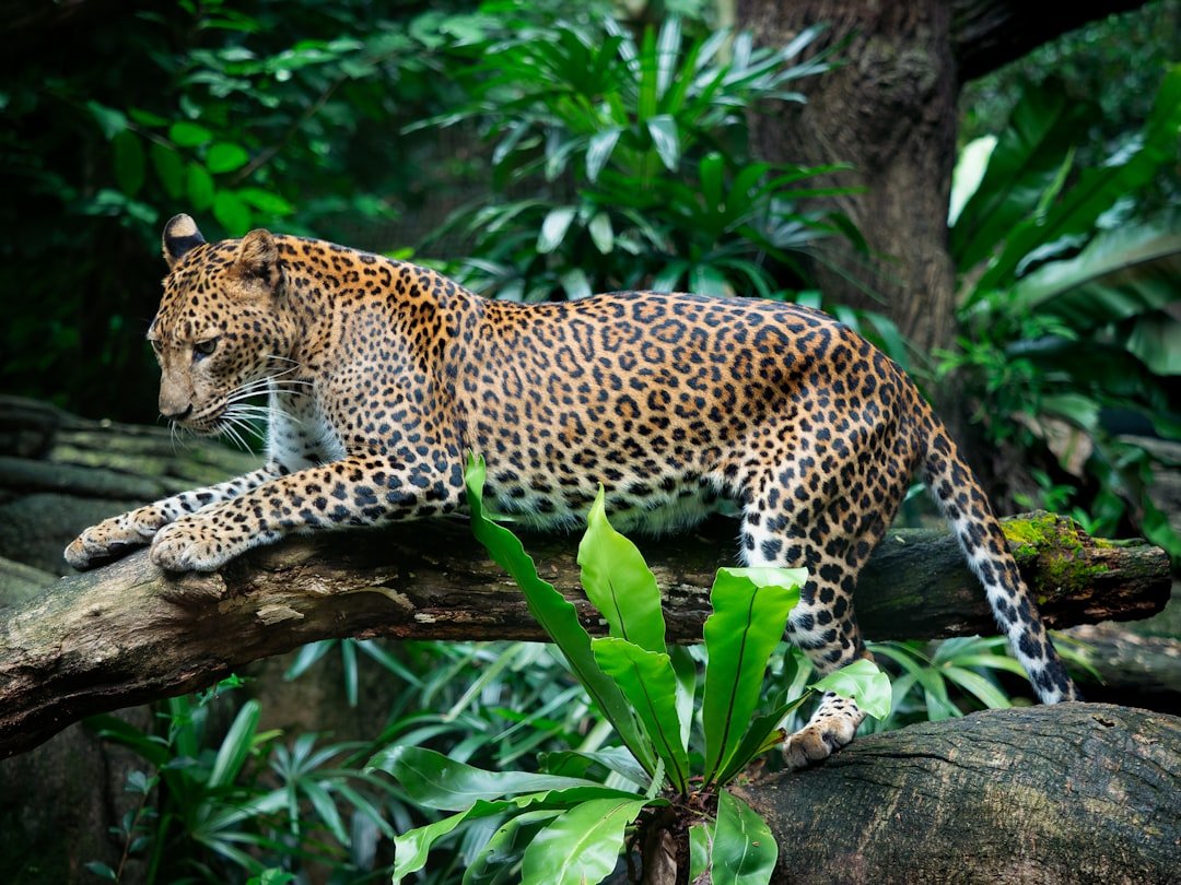 Jaguar: Power in quiet motion (image credits: unsplash)