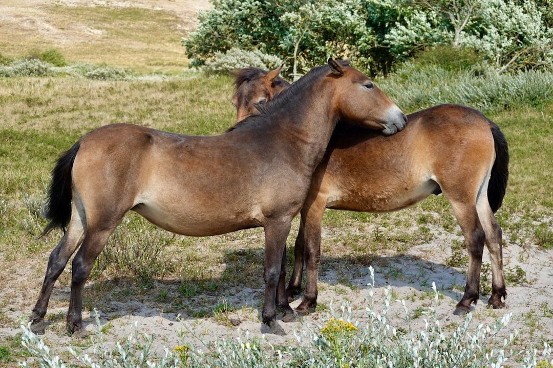 Mustang: Freedom organized (image credits: unsplash)