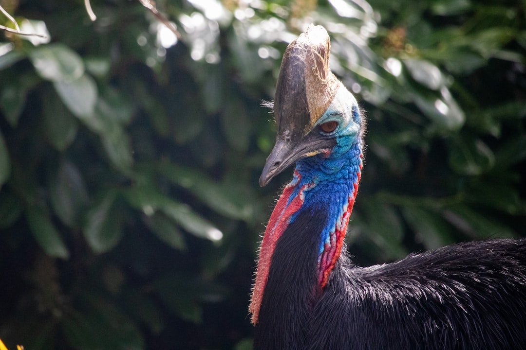 Cassowary: The quiet warning sign (image credits: unsplash)