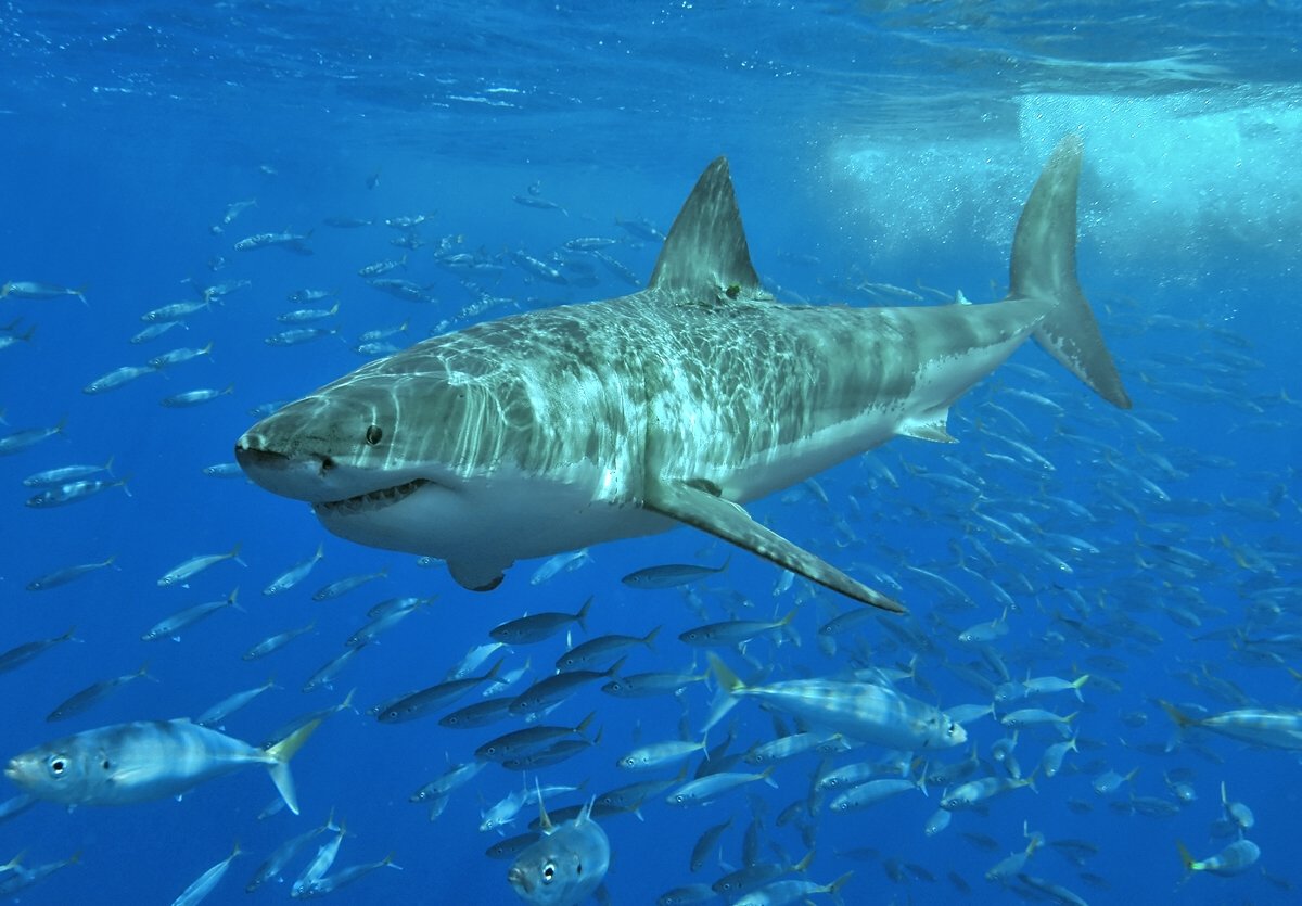 Massachusetts Becomes a Shark Research Hub (image credits: wikimedia)