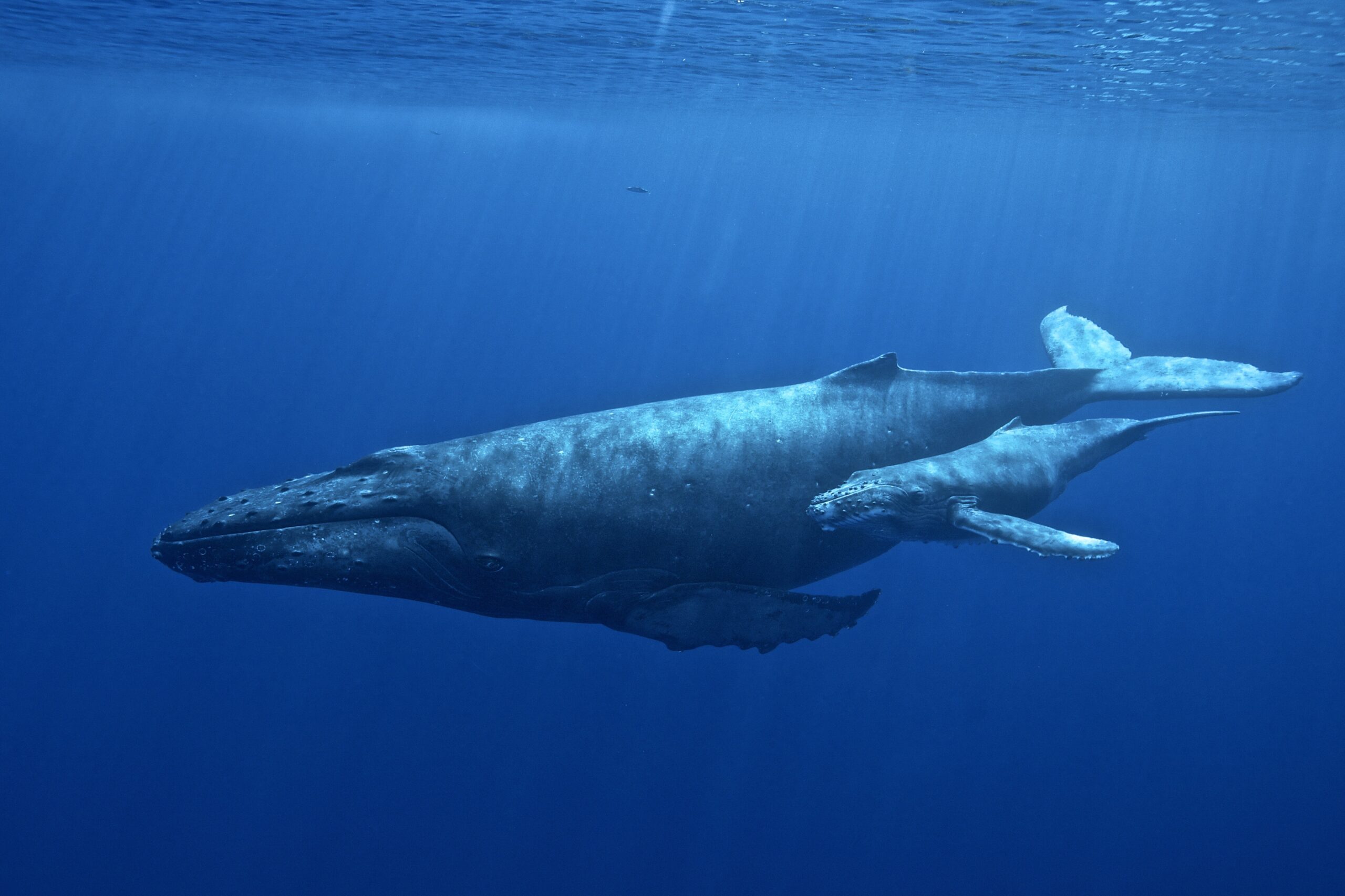 Tracking the Giants: How Satellite Tech Is Revealing Shark Migrations Along the U.S. East Coast