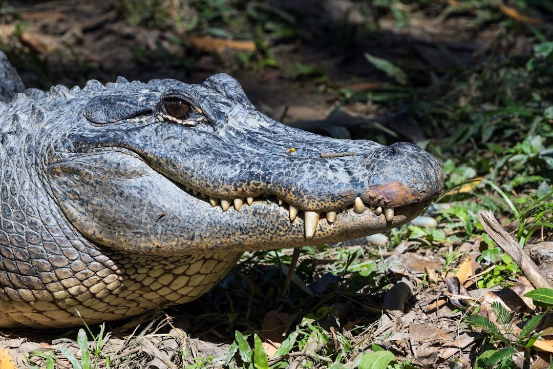 From Near Extinction to Conservation Triumph (image credits: unsplash)