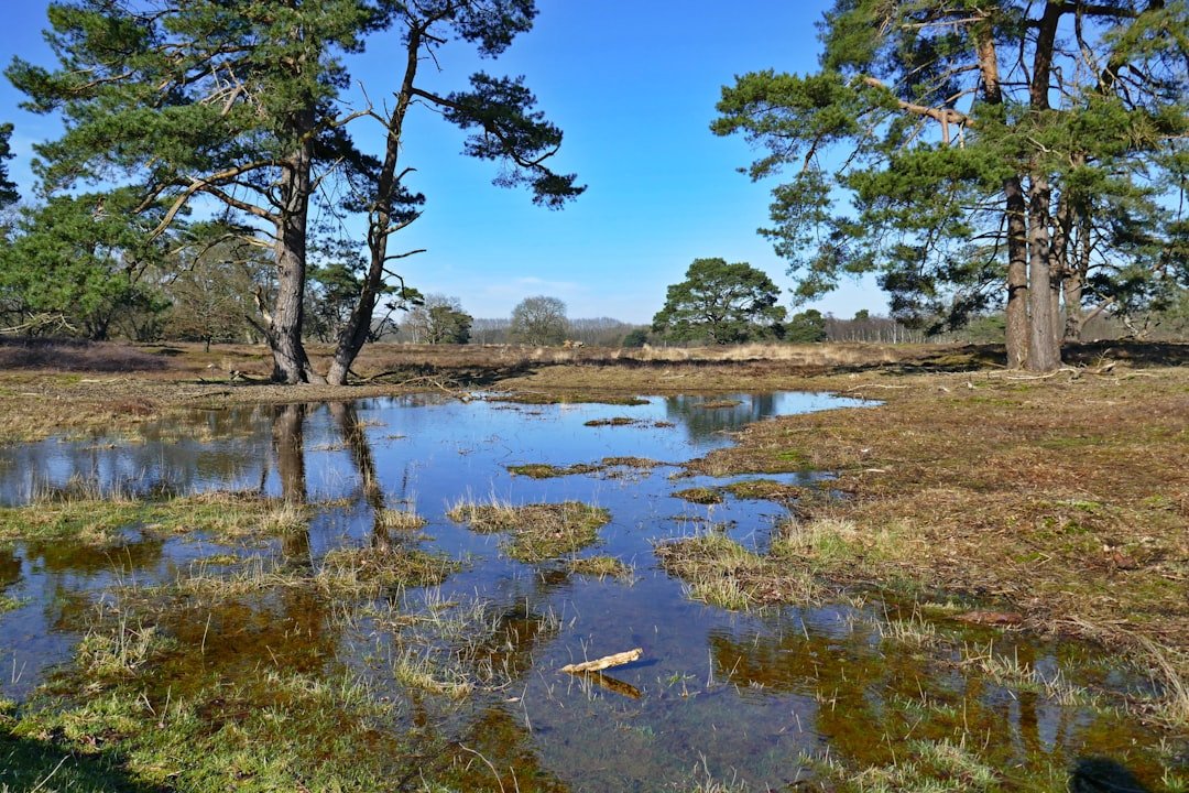 Wetland Restoration Creating New Homes (image credits: unsplash)