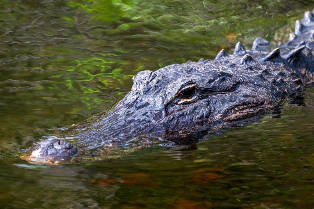 Alligators as Ecosystem Indicators (image credits: unsplash)
