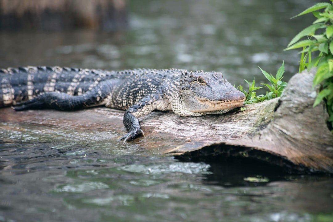 Economic Benefits of Alligator Recovery (image credits: unsplash)