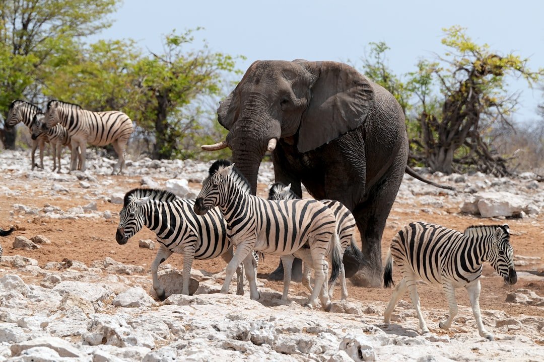 Global Perspectives (image credits: unsplash)